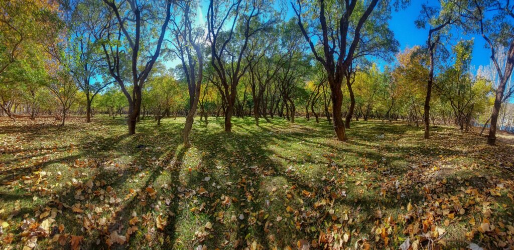 a painting of trees and grass in a park