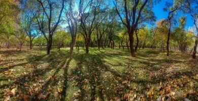 a painting of trees and grass in a park