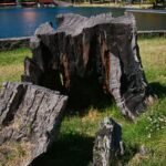 a large tree stump sitting in a field next to a lake