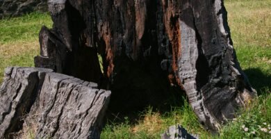 a large tree stump sitting in a field next to a lake